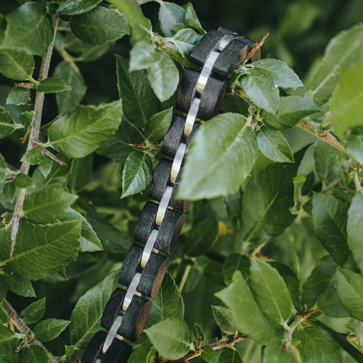 Holzkern Bandlets|Bandlets^Fantasia